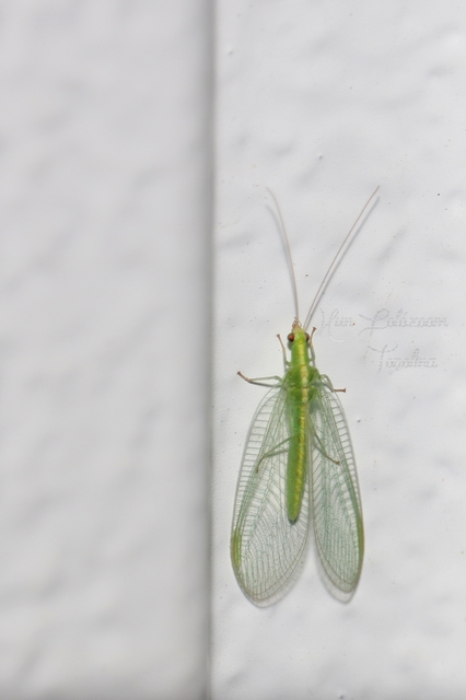 Chrysopidae - zöldfátyolkák