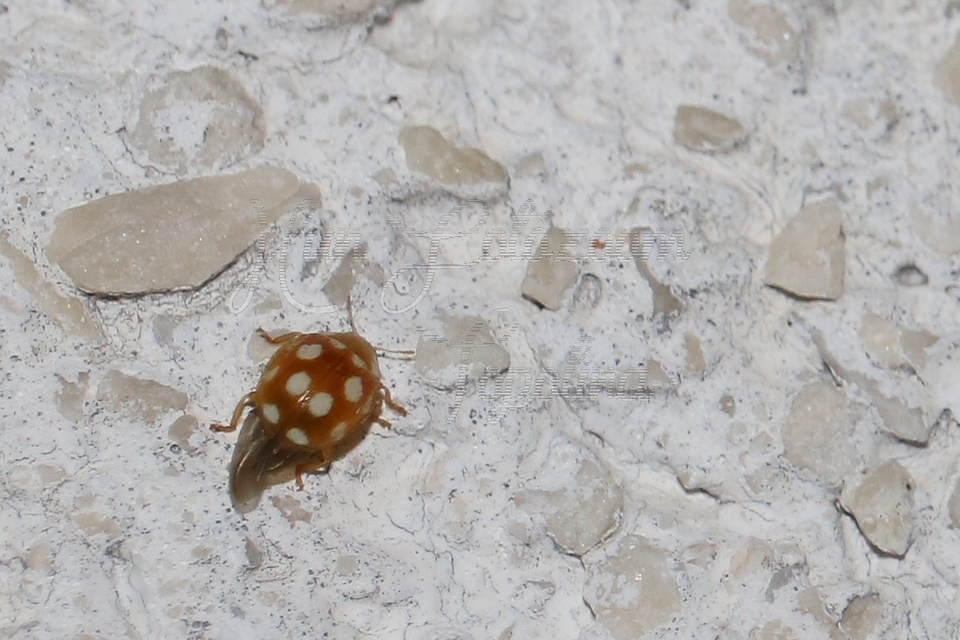 Vibidia duodecimguttata - tizenkétcseppes füsskata