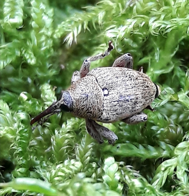 Curculio pellitus - makklikasztó zsuzsóka