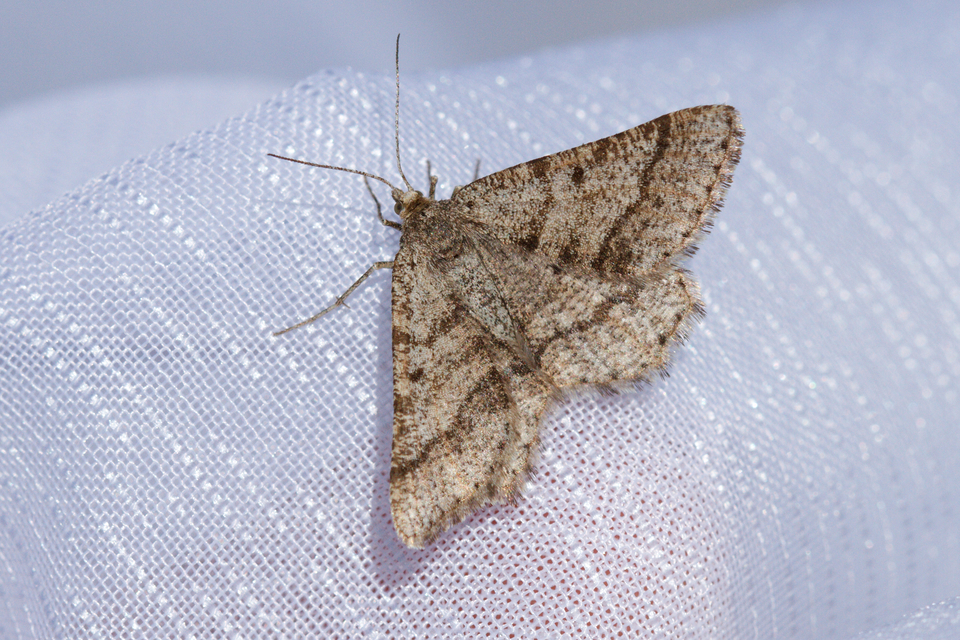 Tephrina murinaria - egérszínű araszoló