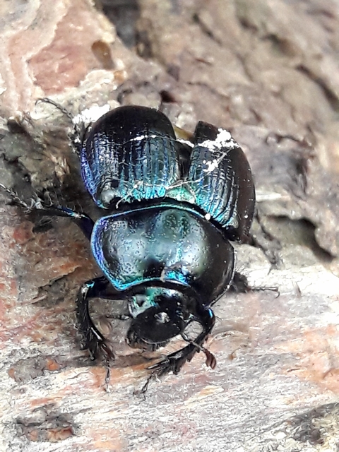 Anoplotrupes stercorosus - erdei álganéjtúró