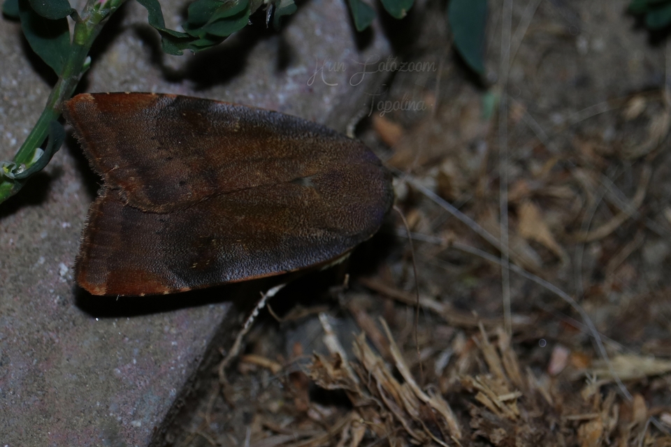 Noctua janthe/janthina