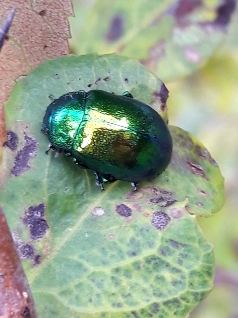 Chrysolina herbacea - zöld mentalevelész