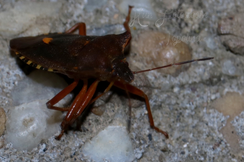Pentatoma rufipes - vöröslábú címerespoloska Pentatoma rufipes - vöröslábú címerespoloska