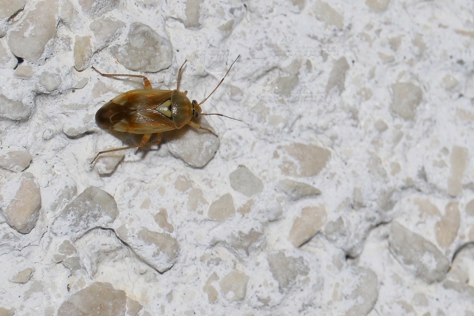 Lygus pratensis - változó mezeipoloska
