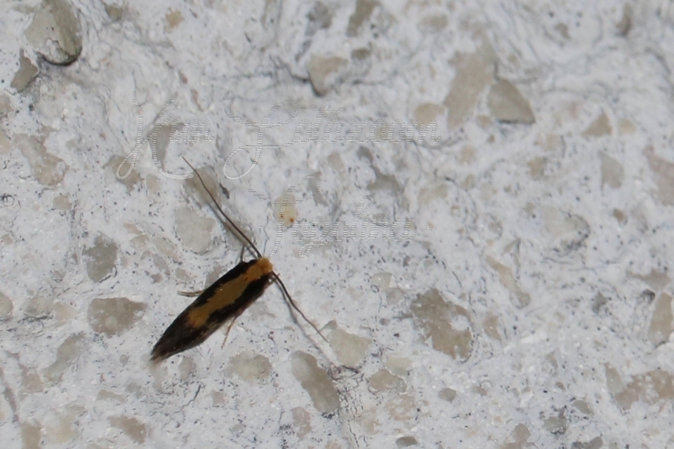 Plutella xylostella - káposztamoly
