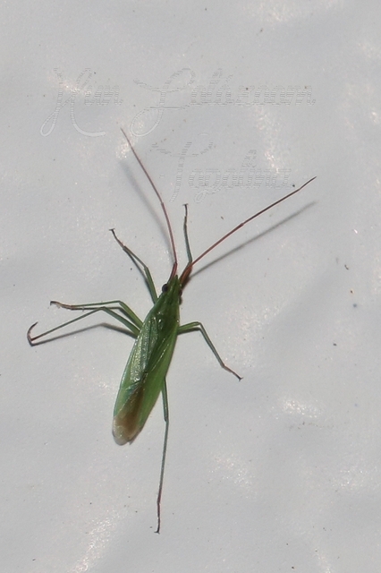 Trigonotylus