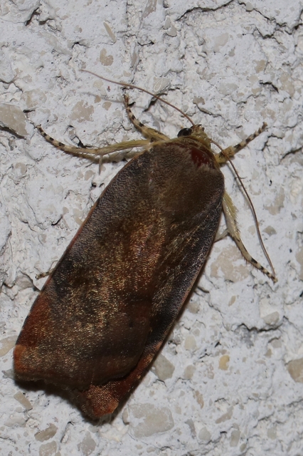 Noctua janthe/janthina