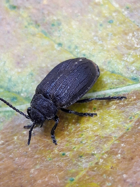 Galeruca pomonae - barna olajosbogár