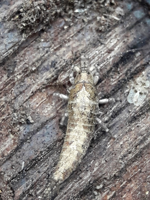 Archaeognatha - Ugróősrovarok