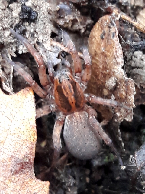 Trochosa