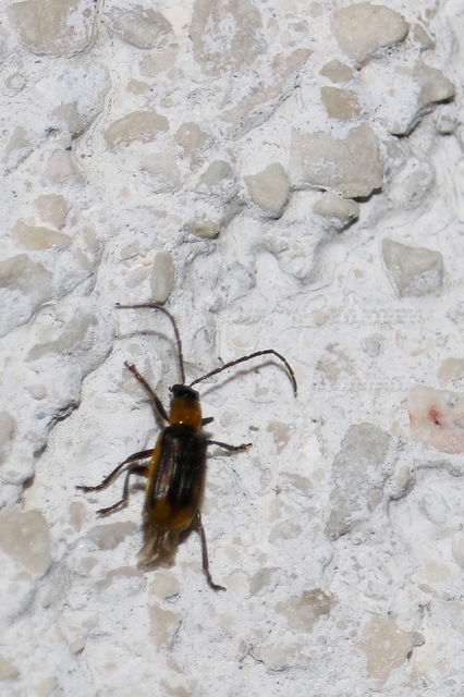 Diabrotica virgifera - amerikai kukoricabogár