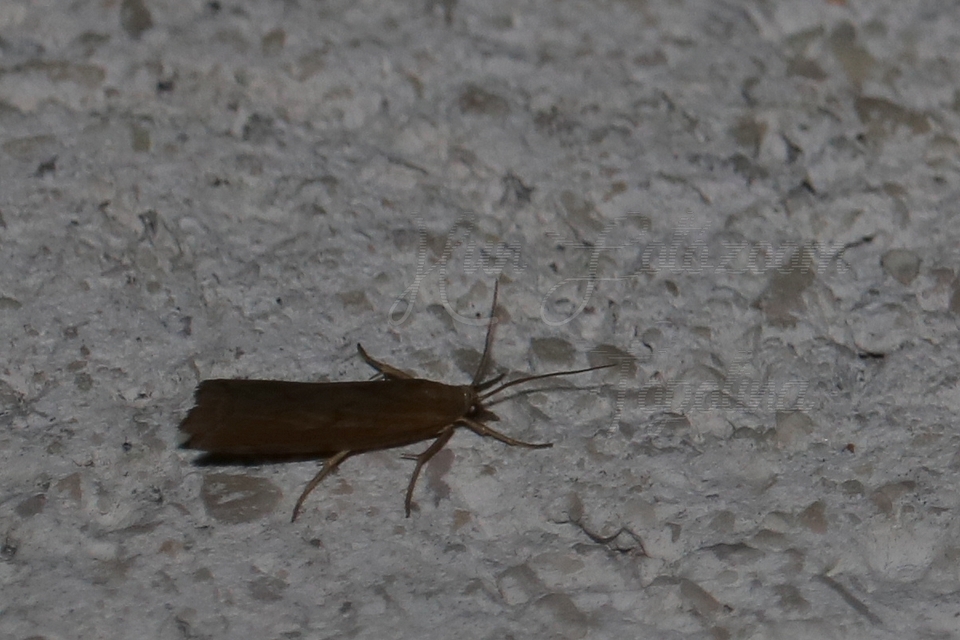 Pediasia contaminella - mocskos fűgyökérmoly