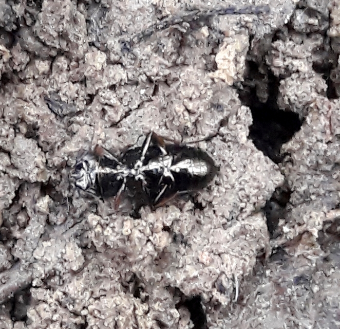 Notiophilus rufipes - vöröslábú szemesfutó