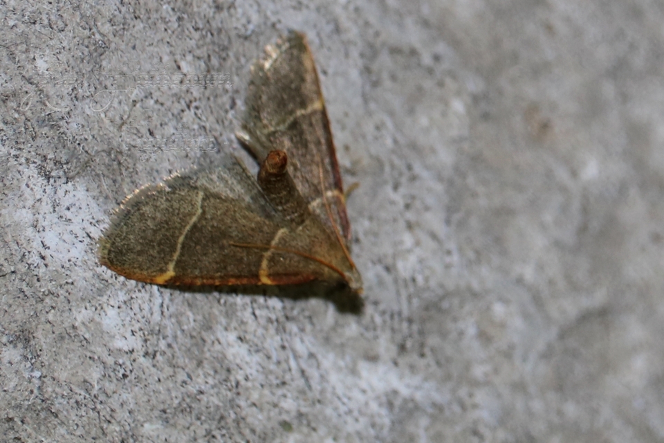 Hypsopygia glaucinalis - rezes fényilonca