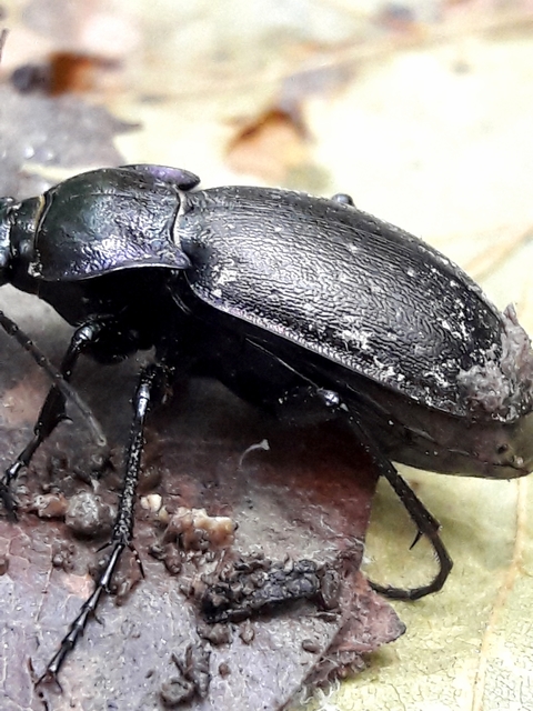 Carabus nemoralis - ligeti futrinka