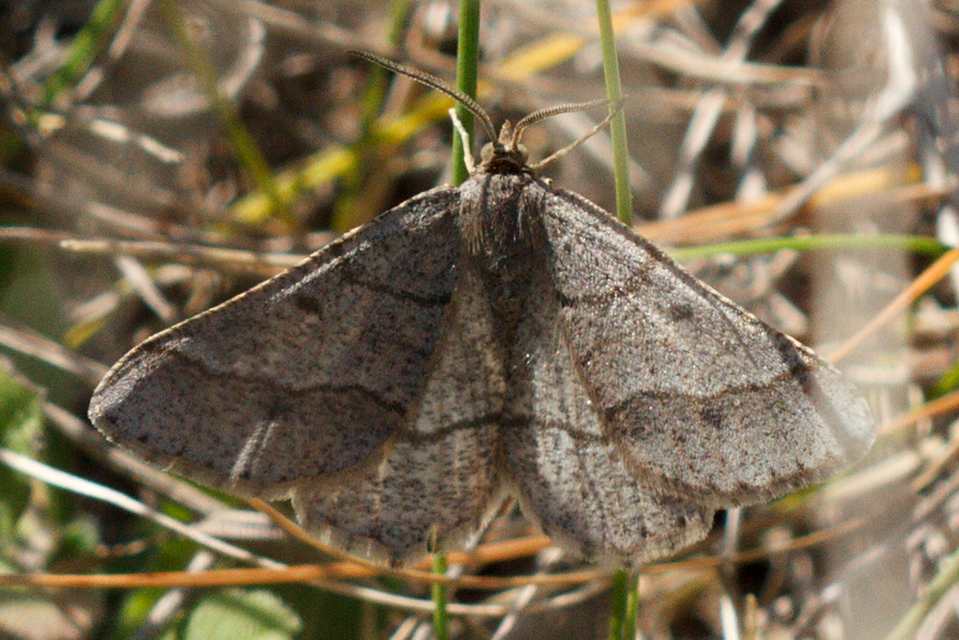 Tephrina murinaria - egérszínű araszoló