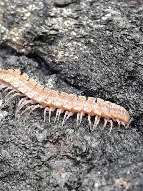 Polydesmus