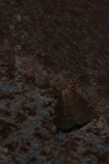 Hypsopygia glaucinalis - rezes fényilonca
