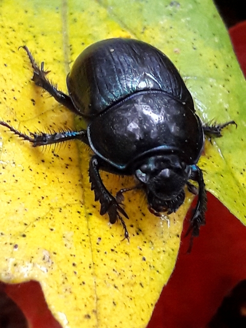 Anoplotrupes stercorosus - erdei álganéjtúró