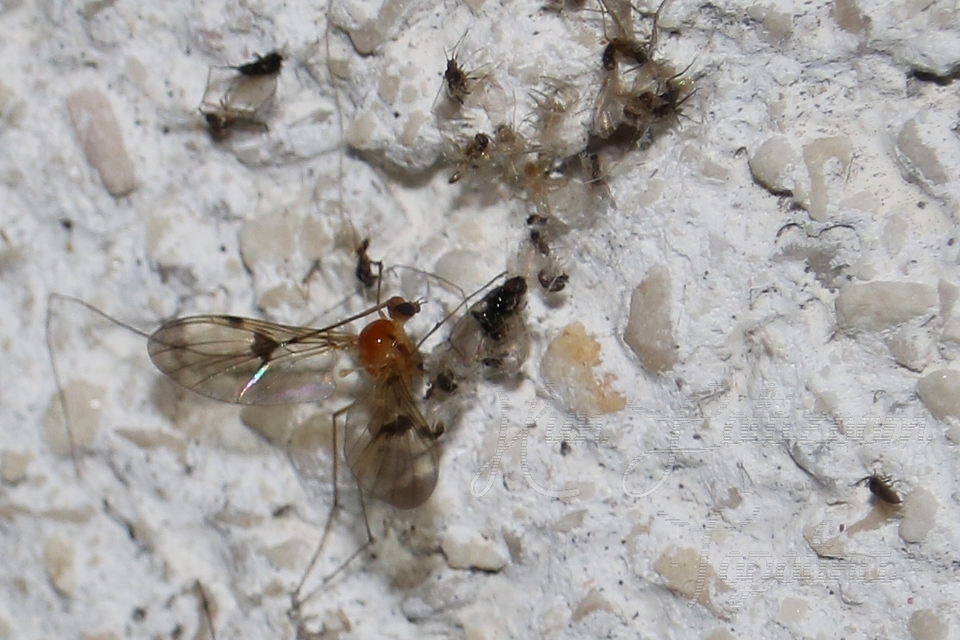 Macrocera