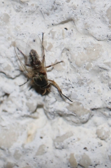 Simuliidae - púposszúnyogok