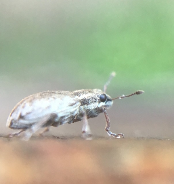 Sitona humeralis - lucerna-csipkézőbogár