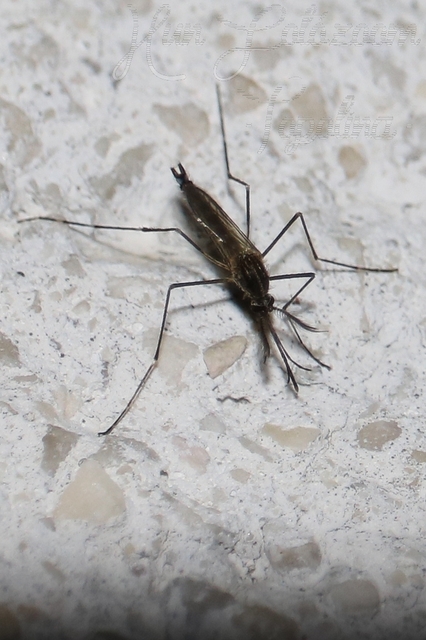 Culicidae - csípőszúnyogok