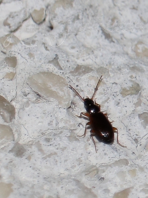 Trechus quadristriatus - közönséges fürgefutonc
