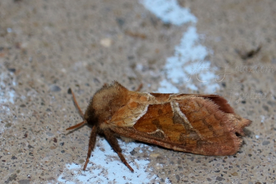 Triodia sylvina - kis gyökérrágólepke