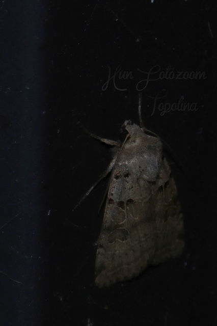 Eugnorisma depuncta - őszi fűbagoly