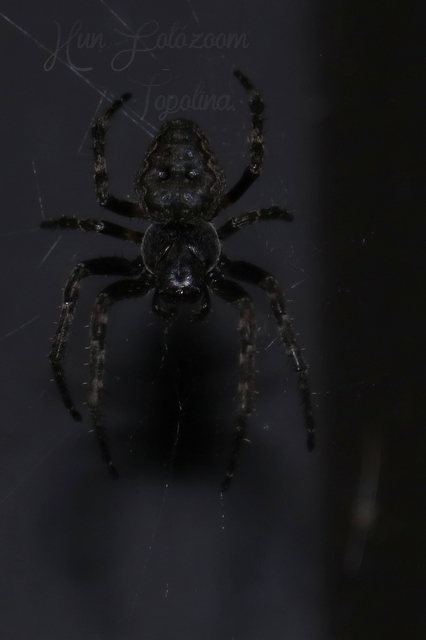 Nuctenea umbratica - közönséges rés-keresztespók