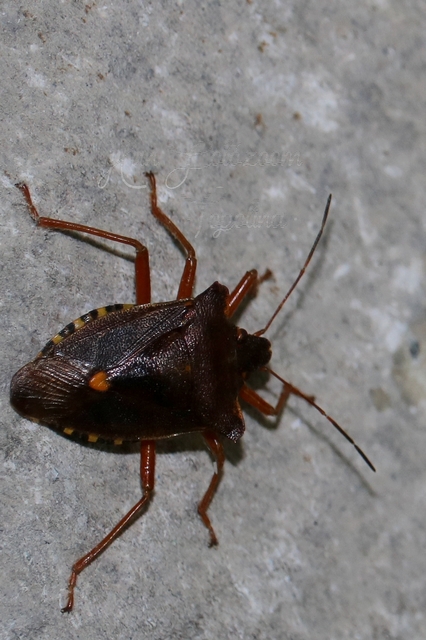 Pentatoma rufipes - vöröslábú címerespoloska Pentatoma rufipes - vöröslábú címerespoloska
