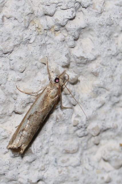 Agriphila tolli - síksági fűgyökérmoly