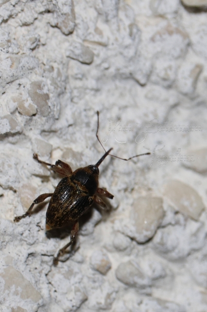 Curculio venosus - tarajos zsuzsóka