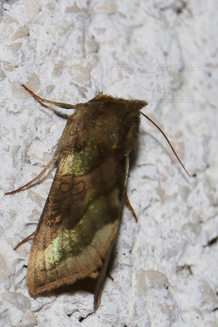 Diachrysia chrysitis - aranybagoly