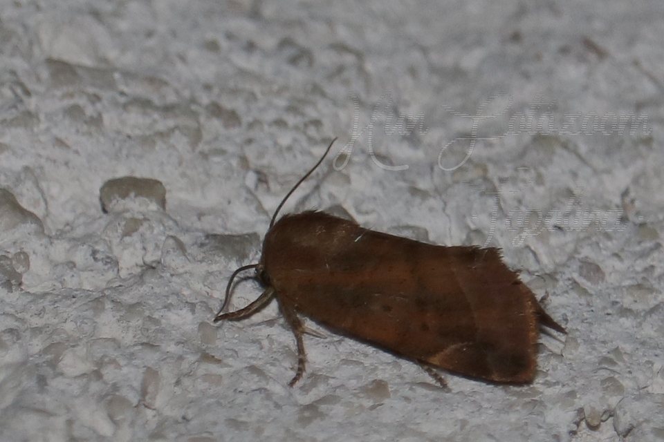 Cosmia affinis - barna lombbagoly