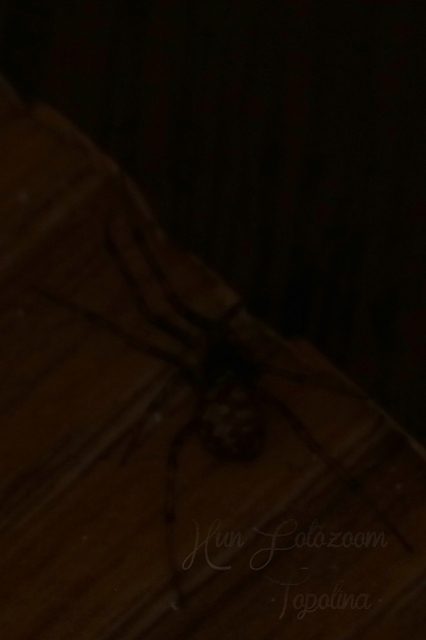 Steatoda triangulosa - háromszöges faggyúpók
