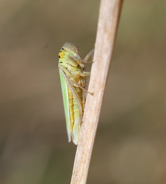 Cicadella viridis - méregzöld kabóca