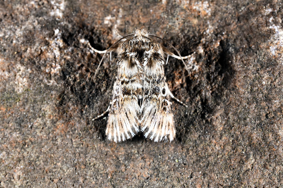 Omphalophana antirrhinii - oroszlánszáj-apróbagoly