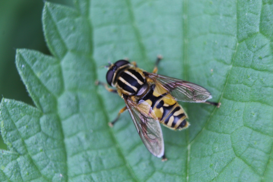 Helophilus pendulus - közönséges mocsárilégy