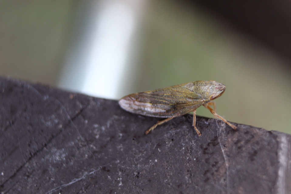 Aphrophora salicina