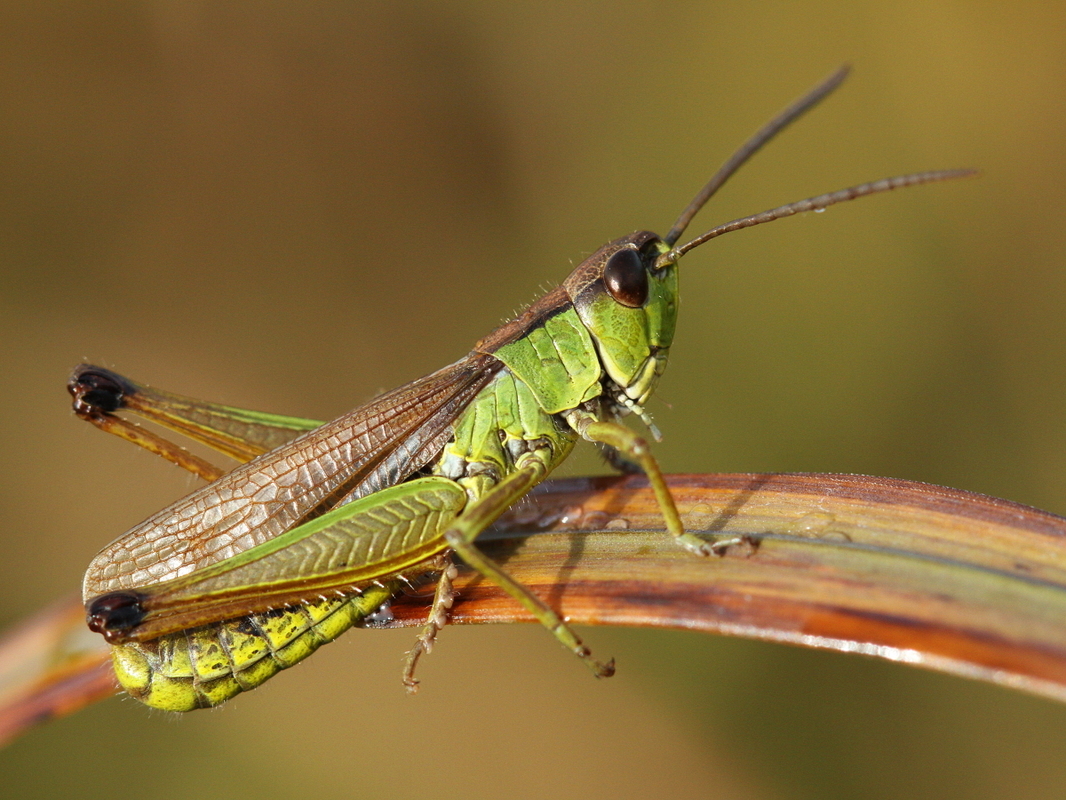 Pseudochorthippus montanus - lápréti sáska
