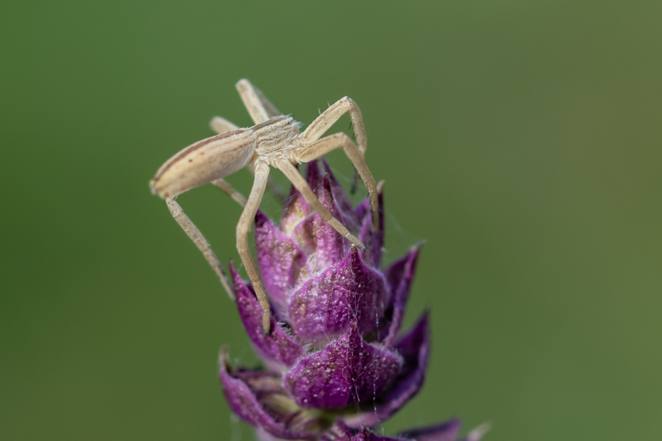 Tibellus