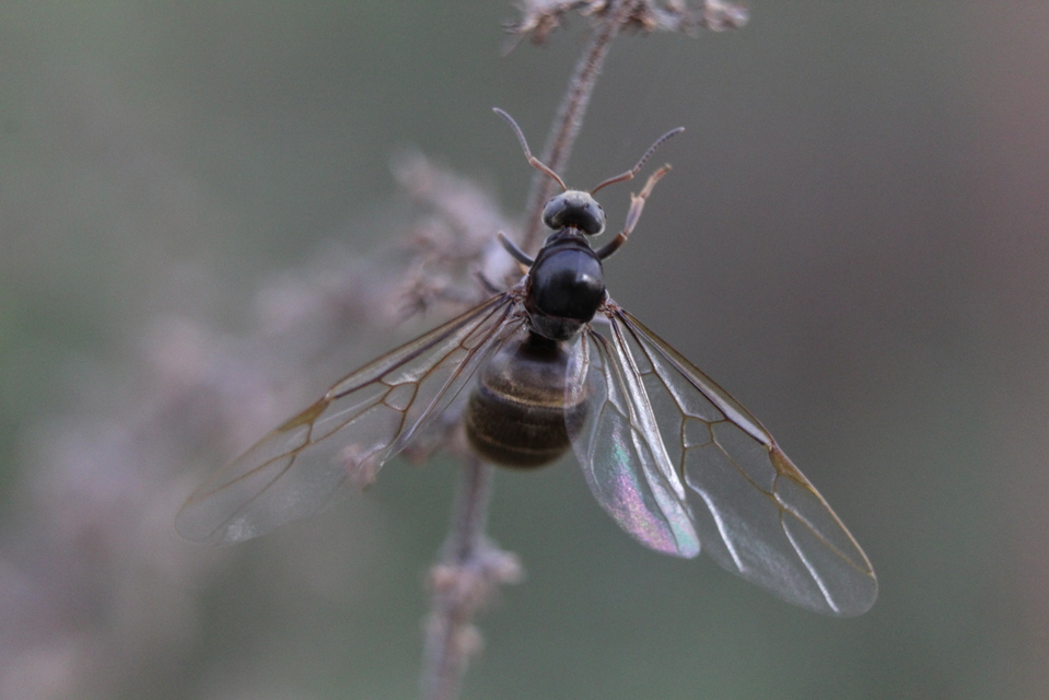 Lasius bombycina - pusztai feketehangya