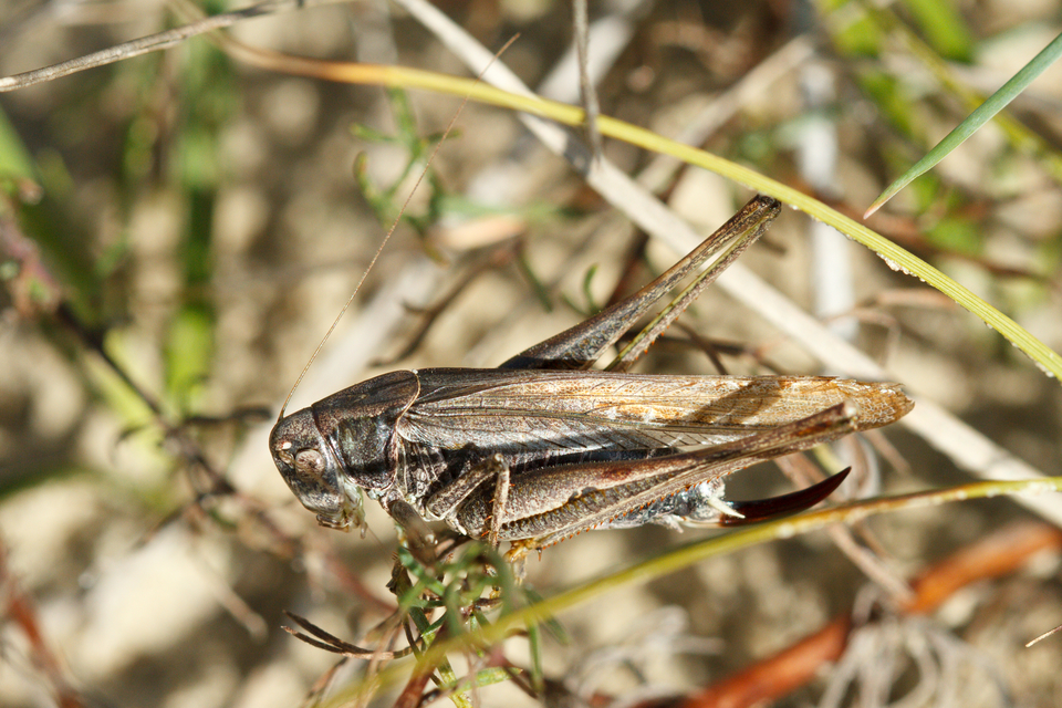 Platycleis grisea - szürke rétiszöcske