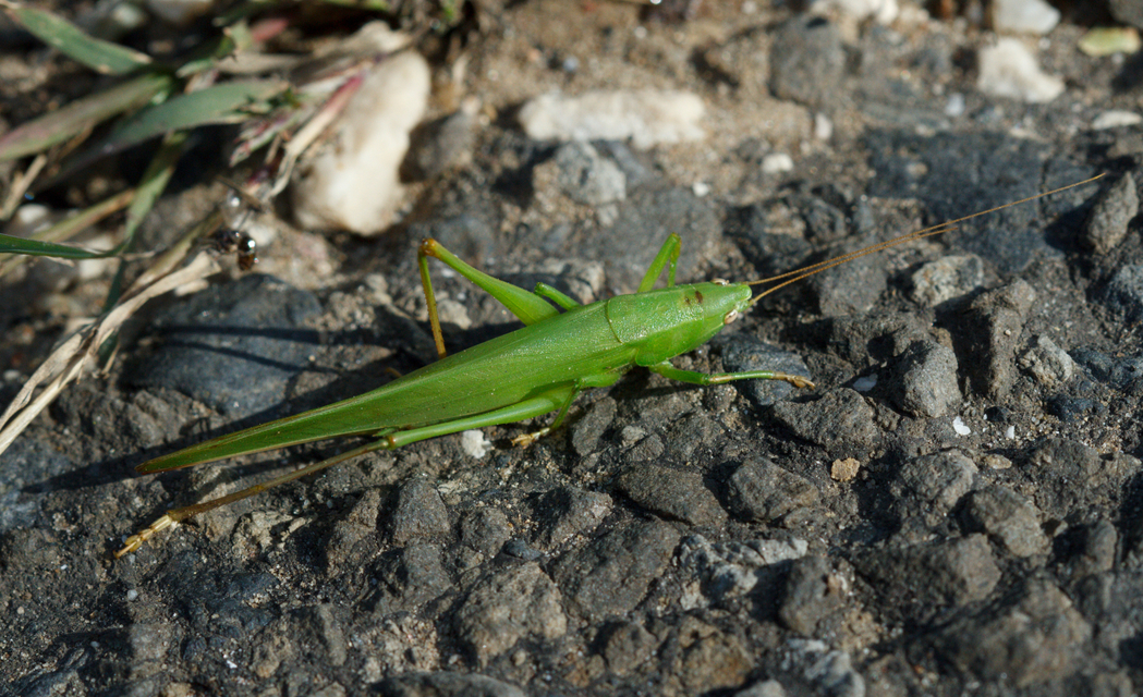 Ruspolia nitidula - nagy kúpfejűszöcske