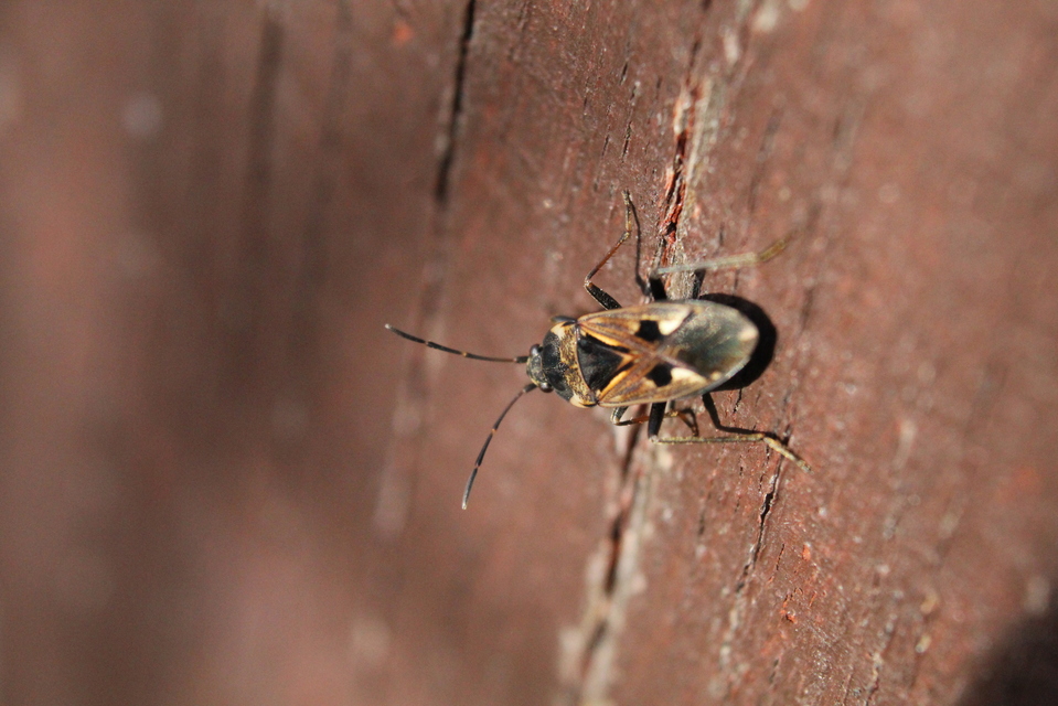 Rhyparochromus vulgaris - közönséges díszesbodobács