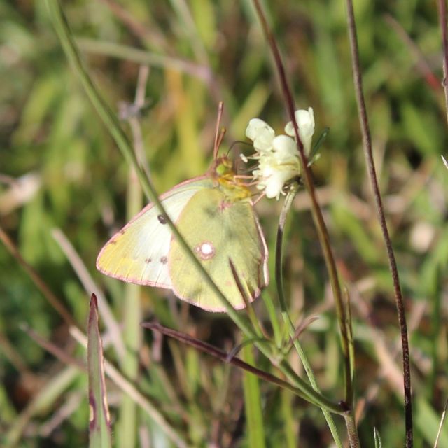 Colias alfacariensis - déli kéneslepke