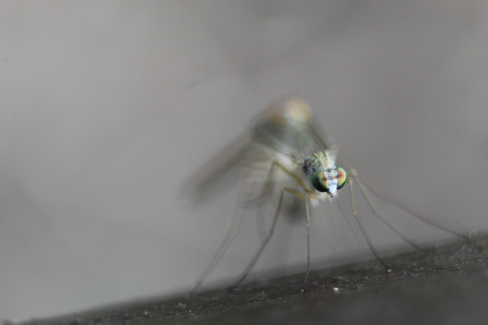 Dolichopodidae - szúnyoglábú legyek
